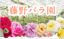 フラワナ 花の仲卸販売サイト フレネットhibiya