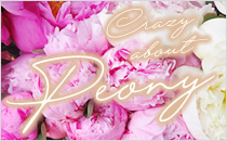 フラワナ 花の仲卸販売サイト フレネットhibiya