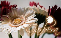 フラワナ 花の仲卸販売サイト フレネットhibiya