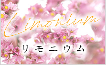 フラワナ 花の仲卸販売サイト フレネットhibiya