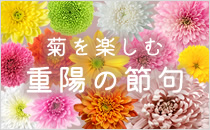 フラワナ 花の仲卸販売サイト フレネットhibiya