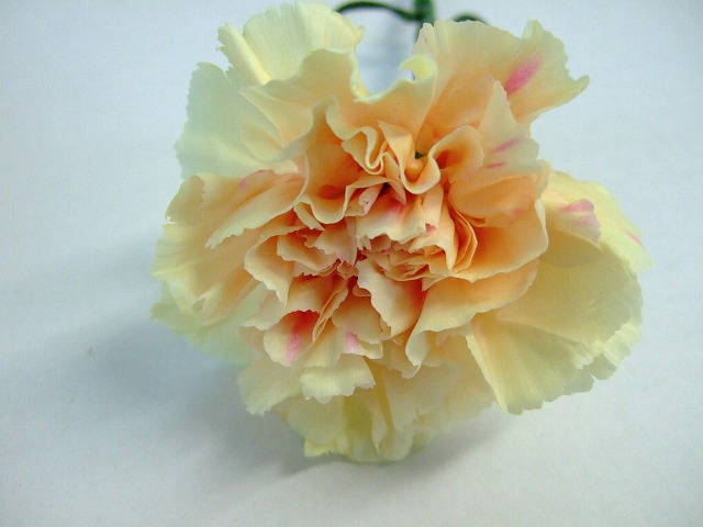 カーネーション フラワーカタログ フレネットhibiya