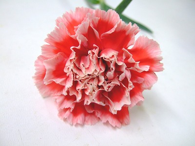 カーネーション フラワーカタログ フレネットhibiya