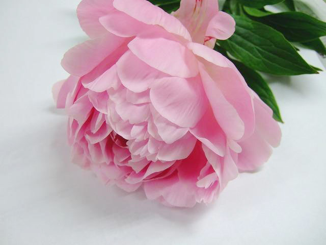 純粋な 花 の美しさ を贈る 母の日19 フレネットhibiya