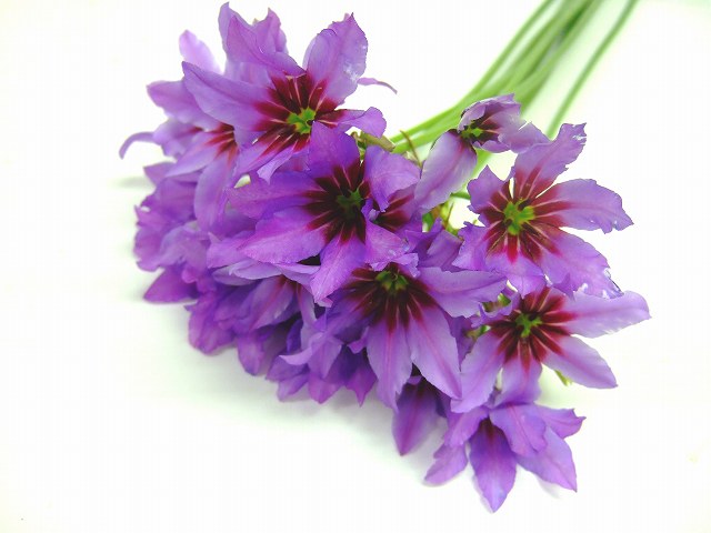 フレグランスフラワー球根花 フラワナ 21年1月 フレネットhibiya フレグランスフラワー球根花 フラワナ 21年1月 フレネットhibiya